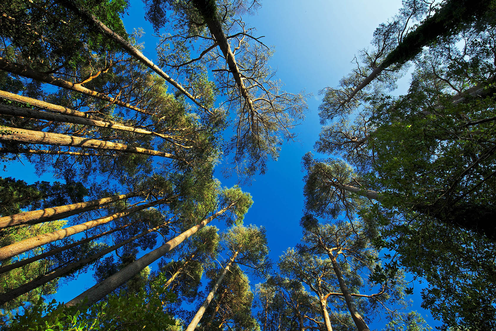 Glenveagh Woodland 4